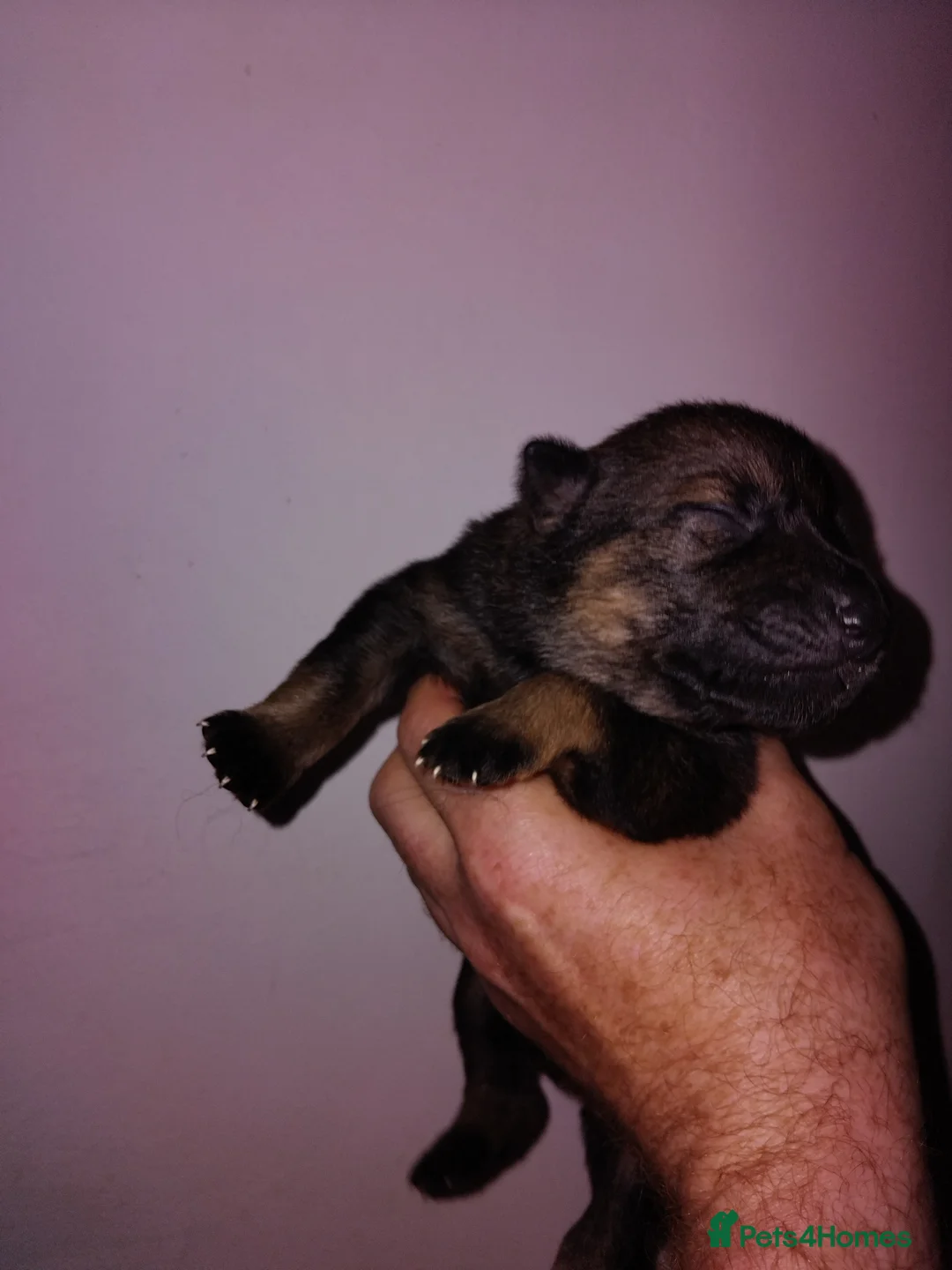 German Shepherd dogs for sale: Exceptional GSD Kc Czech working line  - Advert 2