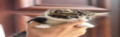 Mixed Breed Tabby & White