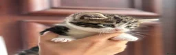 Mixed Breed cats for sale: Mixed Breed Gorgeous Kittens For Sale! - Advert 2