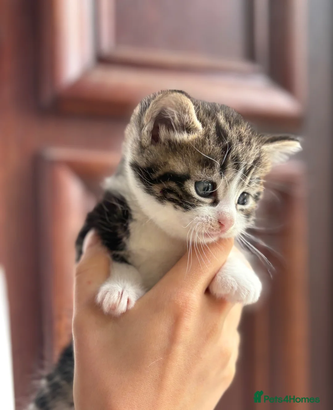 Mixed Breed cats for sale: Mixed Breed Gorgeous Kittens For Sale! - Advert 2