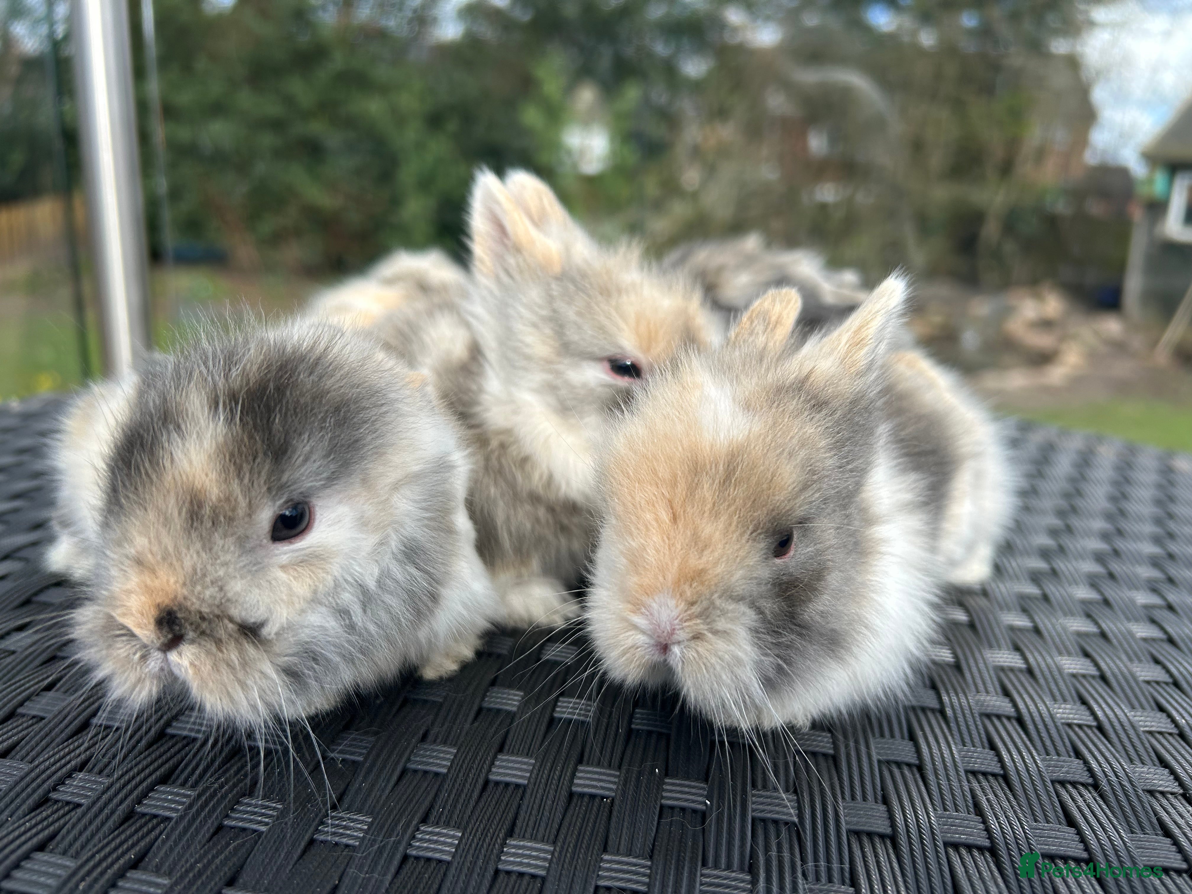 Lionhead rabbits Double-maned Lionhead Bunnies  - Advert 1