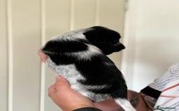 Cocker Spaniel dogs for sale: Beautiful litter of Show Cockers - 5 remaining - Image 33