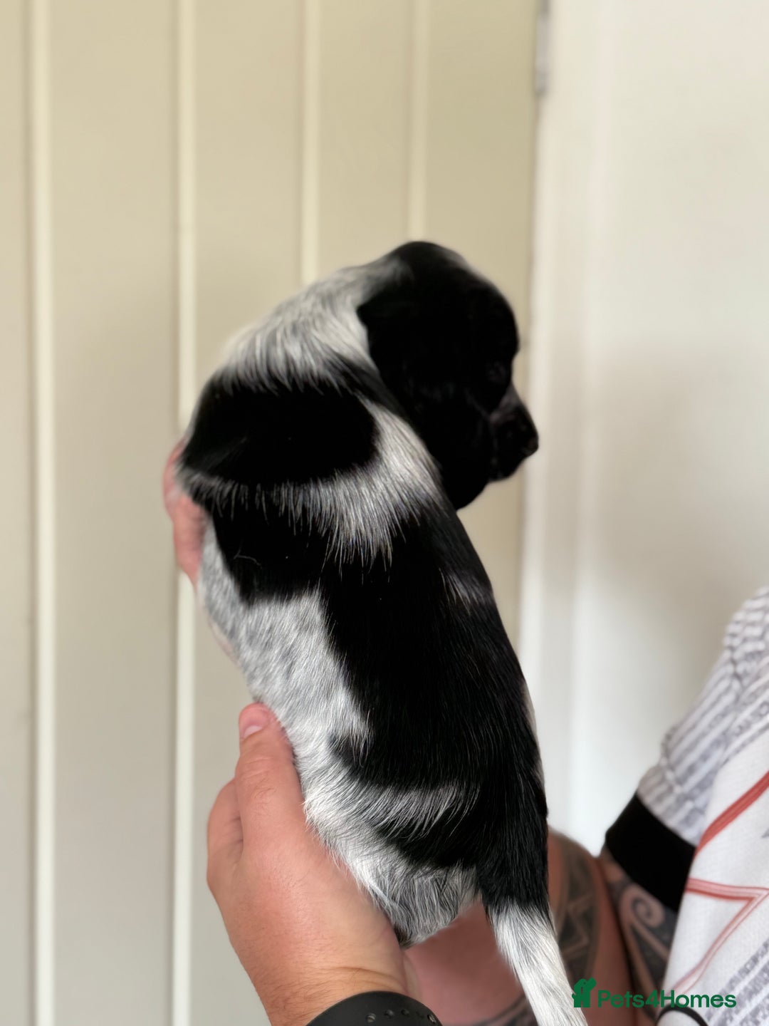 Cocker Spaniel dogs for sale: Beautiful litter of Show Cockers - 5 remaining - Image 33