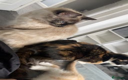 Ragdoll cats for sale: Ragdoll Kittens - Image 5