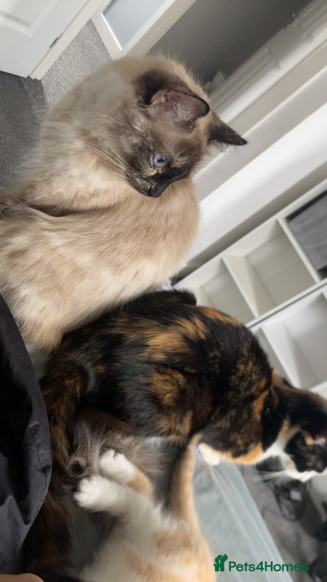 Ragdoll cats for sale: Ragdoll Kittens - Image 5