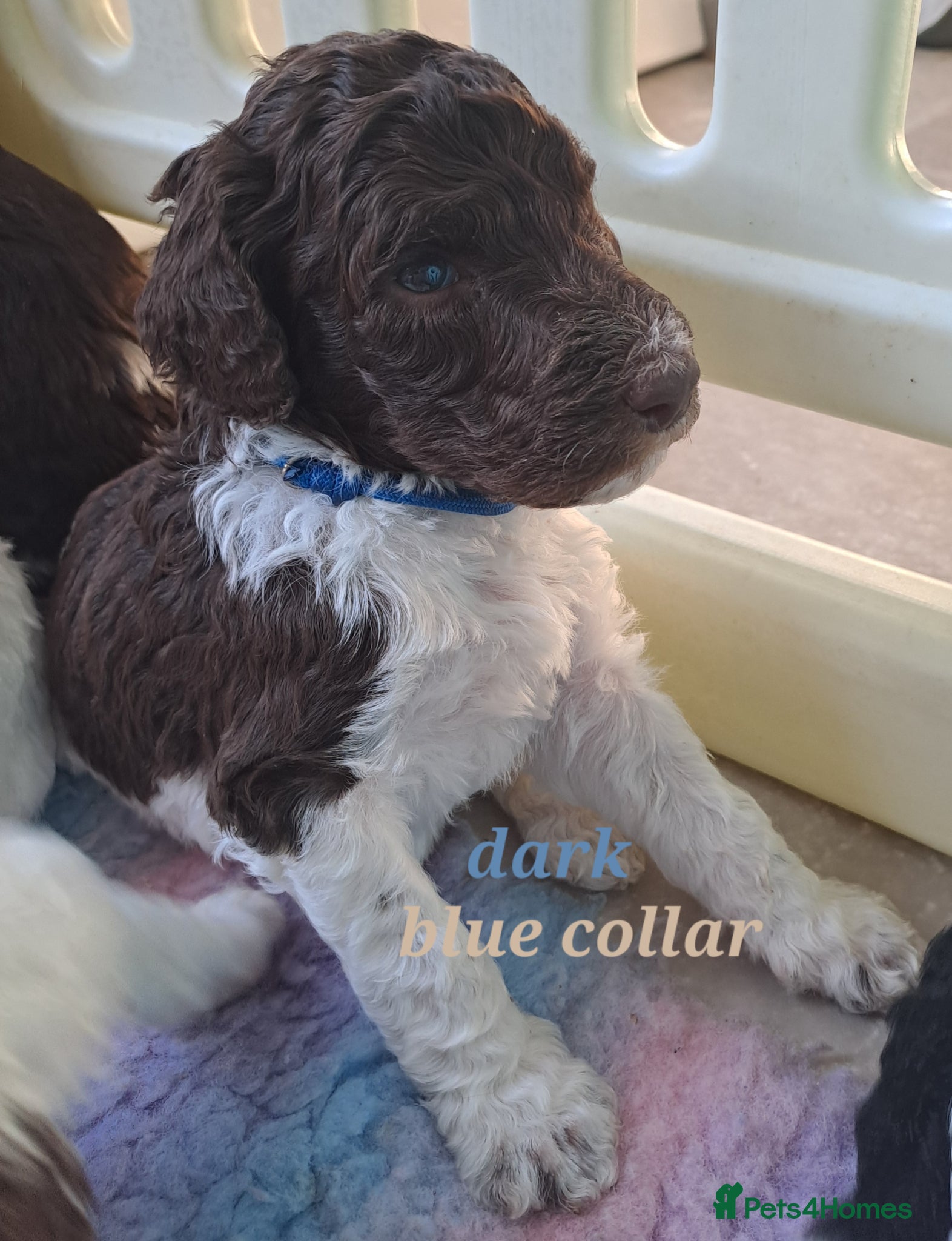 Standard Poodle dogs Standard Parti Poodles 4 boys. - Advert 9