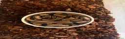 Python Snake reptiles for sale: Adult Female Ball Pythons - Proven Breeders - Advert 3