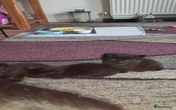 British Shorthair cats for sale: 3 very lively female Black kittens  - Image 2