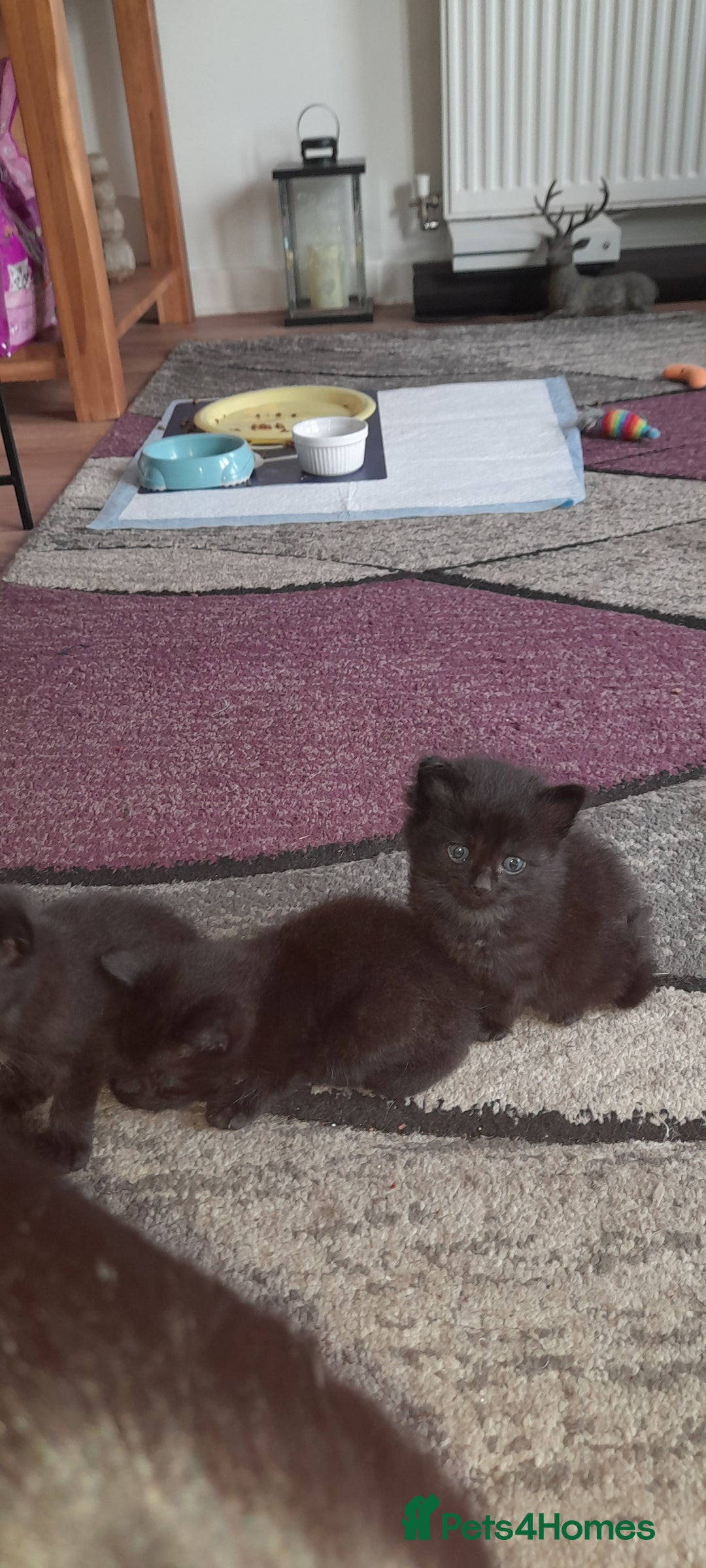 British Shorthair cats for sale: 3 very lively female Black kittens  - Image 2