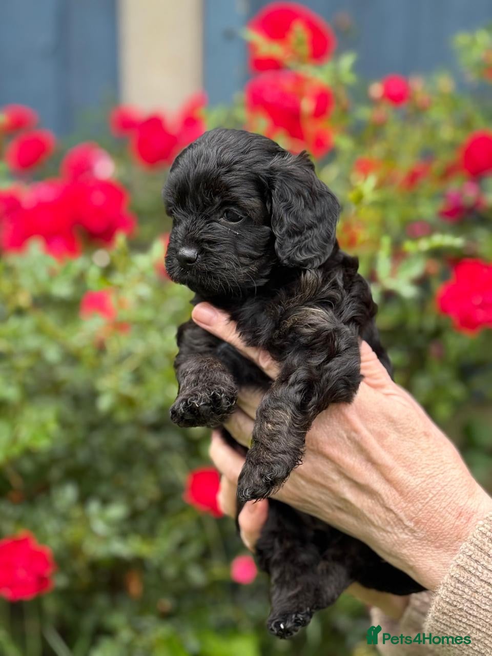 Cavapoo dogs for sale: Adorable F1 Cavapoo Puppies - Advert 8