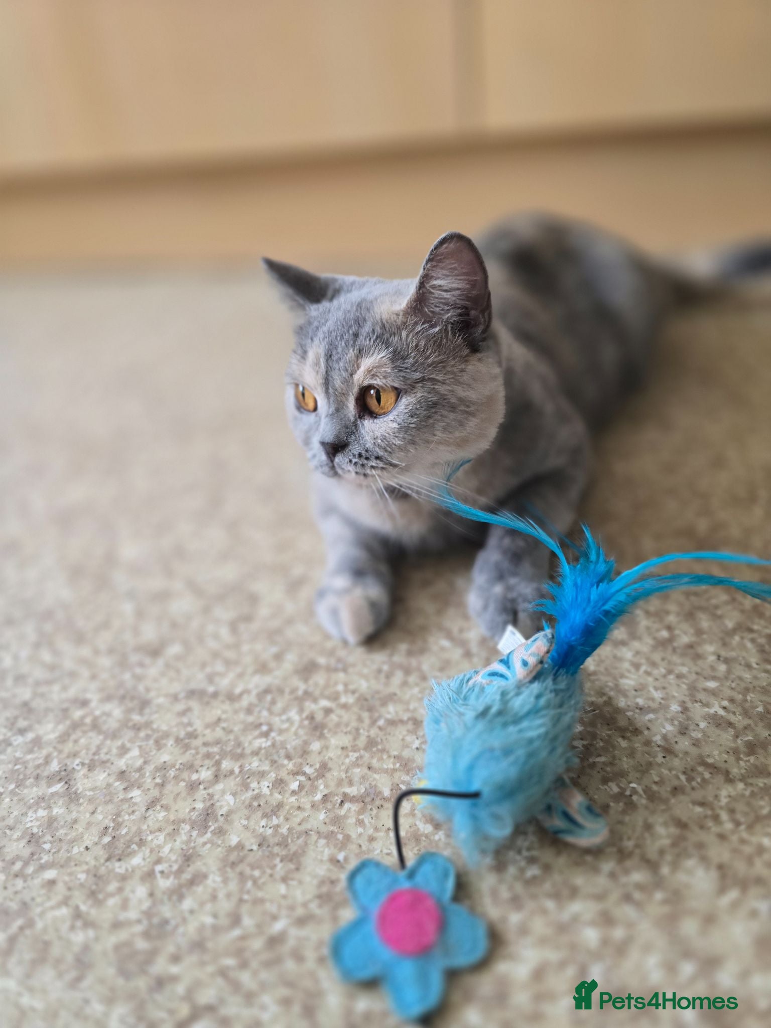 British Shorthair cats Blue and cream tortie retired queen - Advert 11