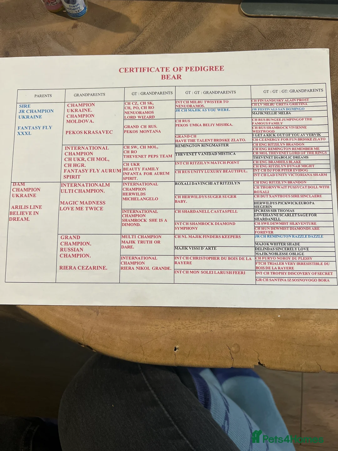 Golden Retriever dogs for stud: THE ULTIMATE WHITE STUD DOG in Doncaster - Advert 10