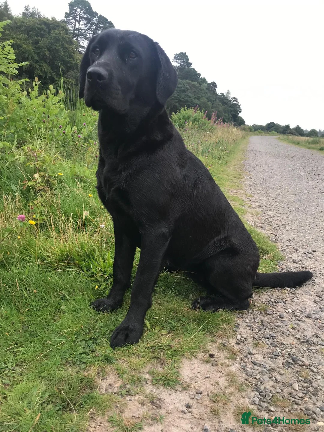 Labrador Retriever dogs for sale: Carefully Bred Labrador Retriever Puppy  - Advert 14