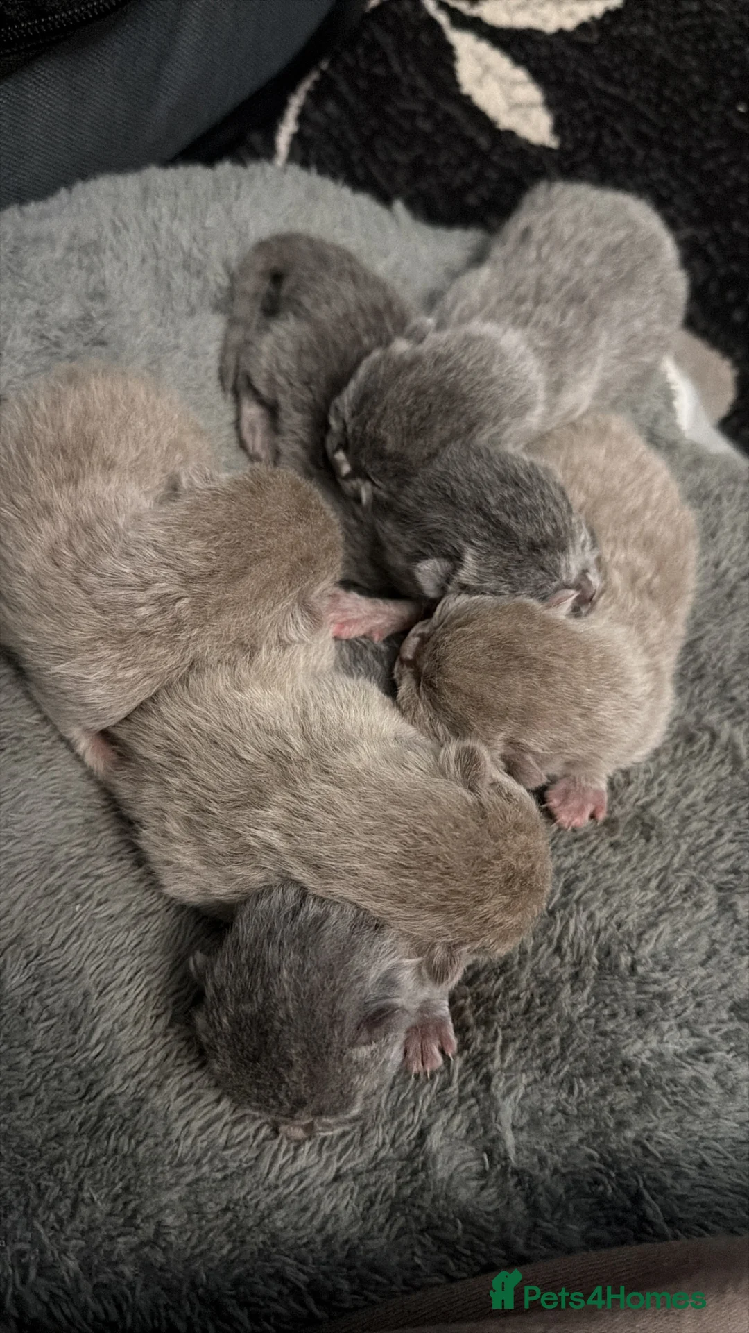 British Shorthair cats for sale: British Shorthair  in Bradford - Advert 7