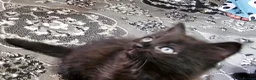 Mixed Breed cats for sale: A beautiful litter of 4 kittens - Advert 12