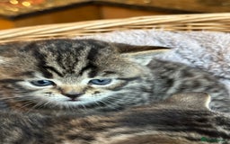 British Shorthair cats for sale: Silver Tabby also Brown Spotted Kittens - Image 22