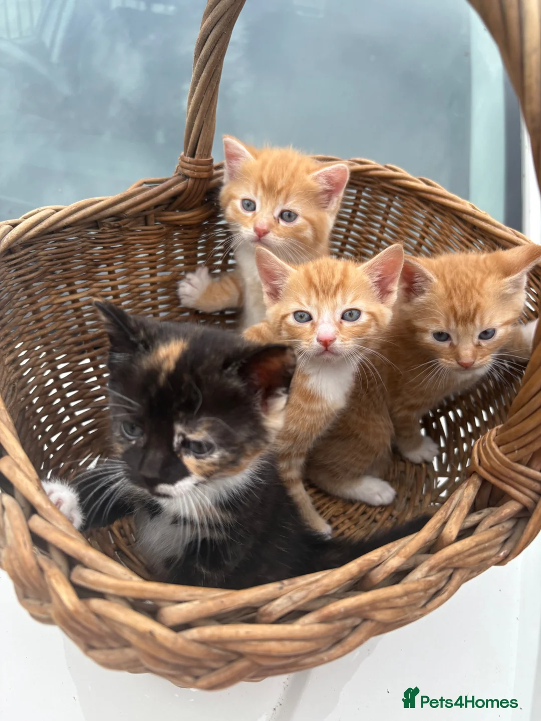 Mixed Breed cats for sale: Ginger & Calico Kittens  - Advert 5