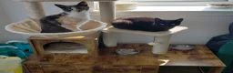 British Shorthair cats for sale: STUNNING RARE DILUTE CALICO KITTENS   - Advert 17