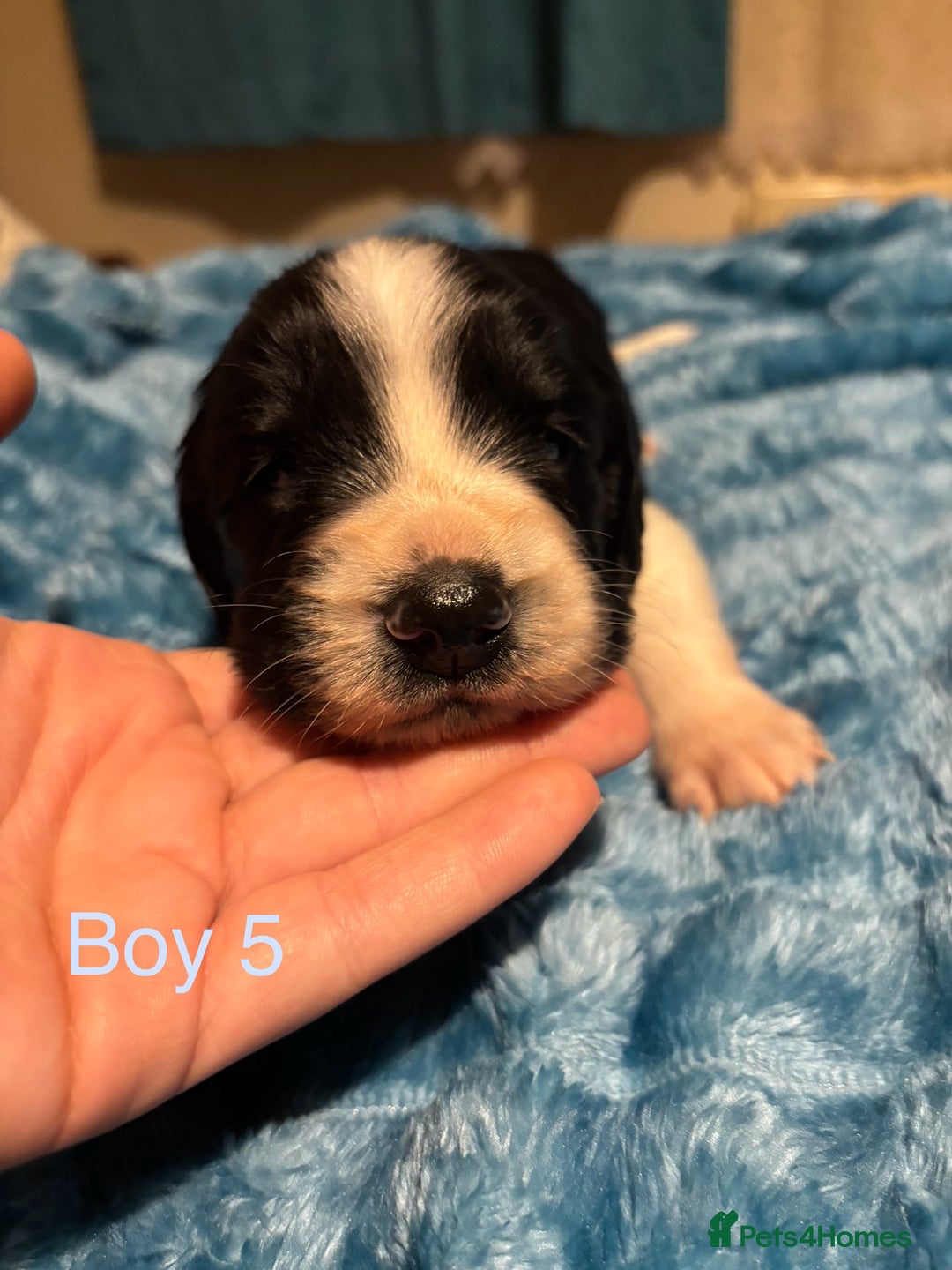 English Springer Spaniel dogs for sale: ✨ KC Registered English Springer Spaniel Puppies ✨ - Advert 26
