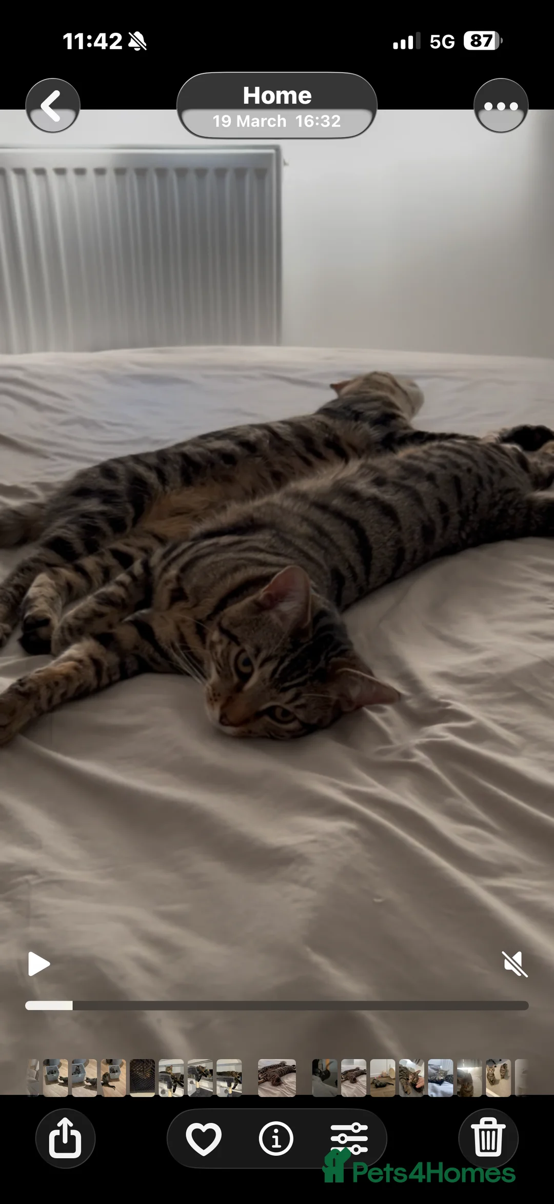 Mixed Breed cats for sale: Twin boys Ralph and Felix - Advert 8