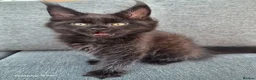 Maine Coon cats for sale: Licensed breeder-maine coon  - Advert 30