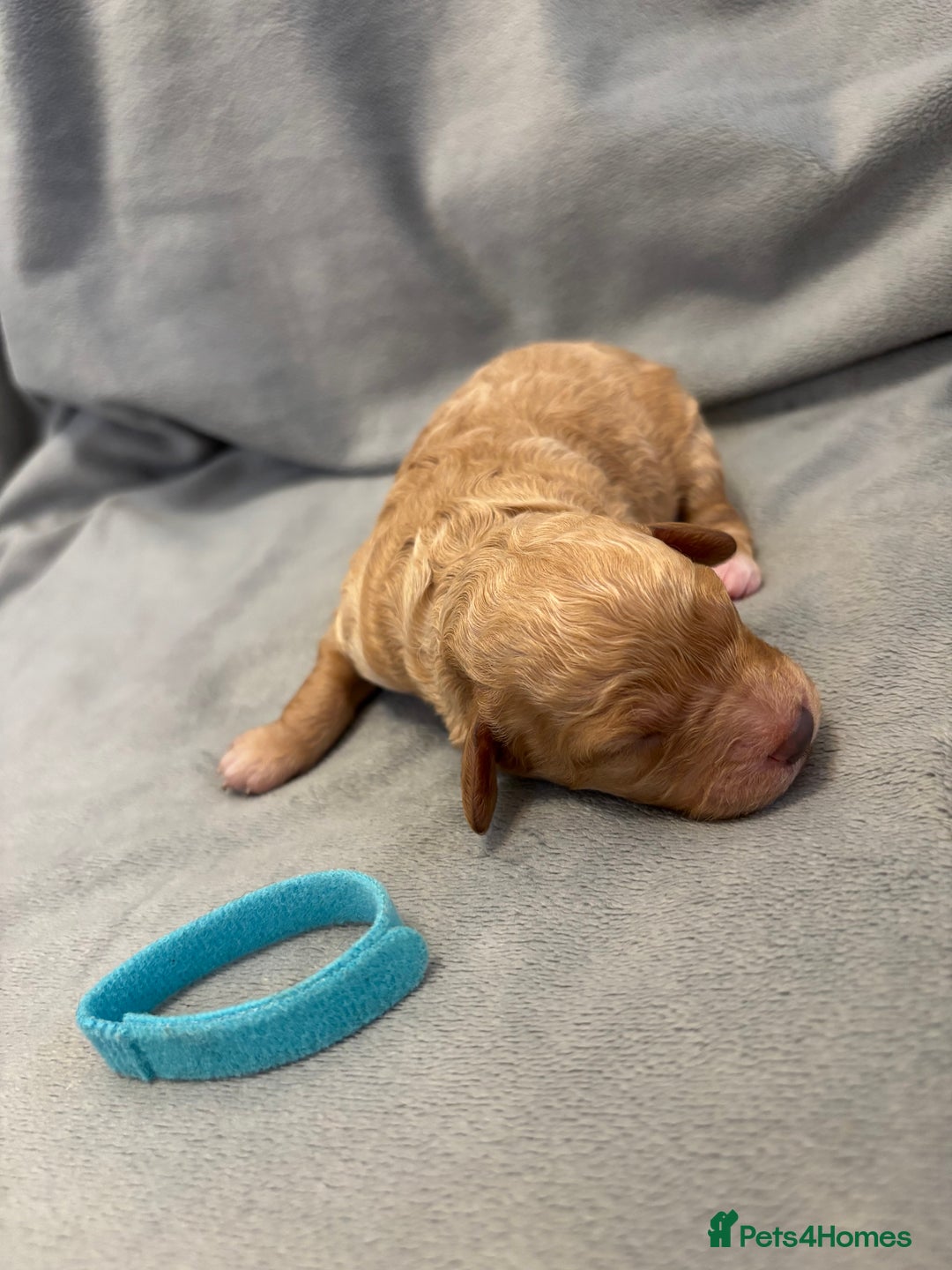 Cavapoochon dogs for sale: Cavapoochon Puppies - Image 16