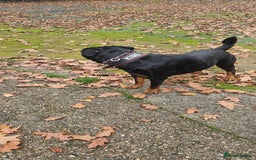 Rottweiler dogs for stud: Rottweiler Stud - Enfield - Image 3