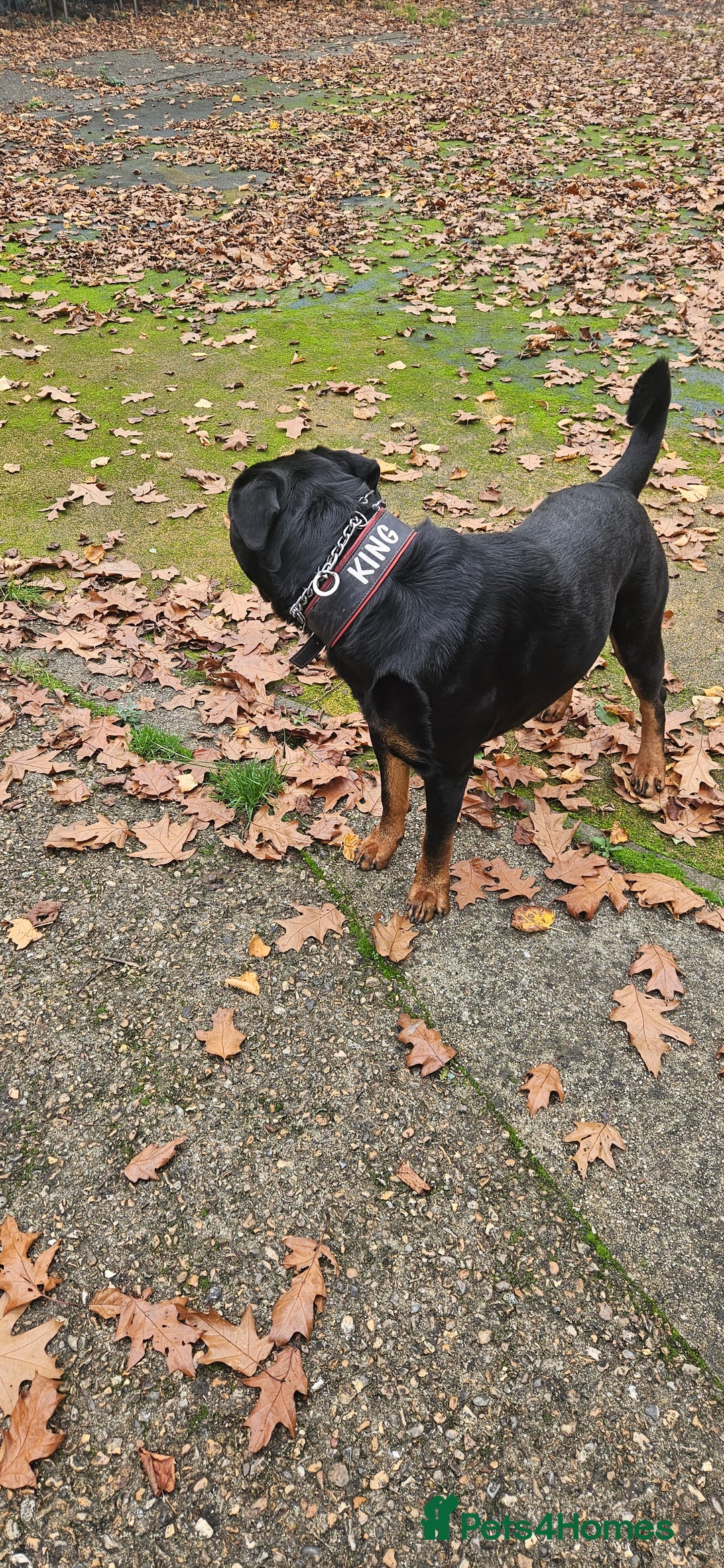 Rottweiler dogs for stud: Rottweiler Stud - Enfield - Image 3