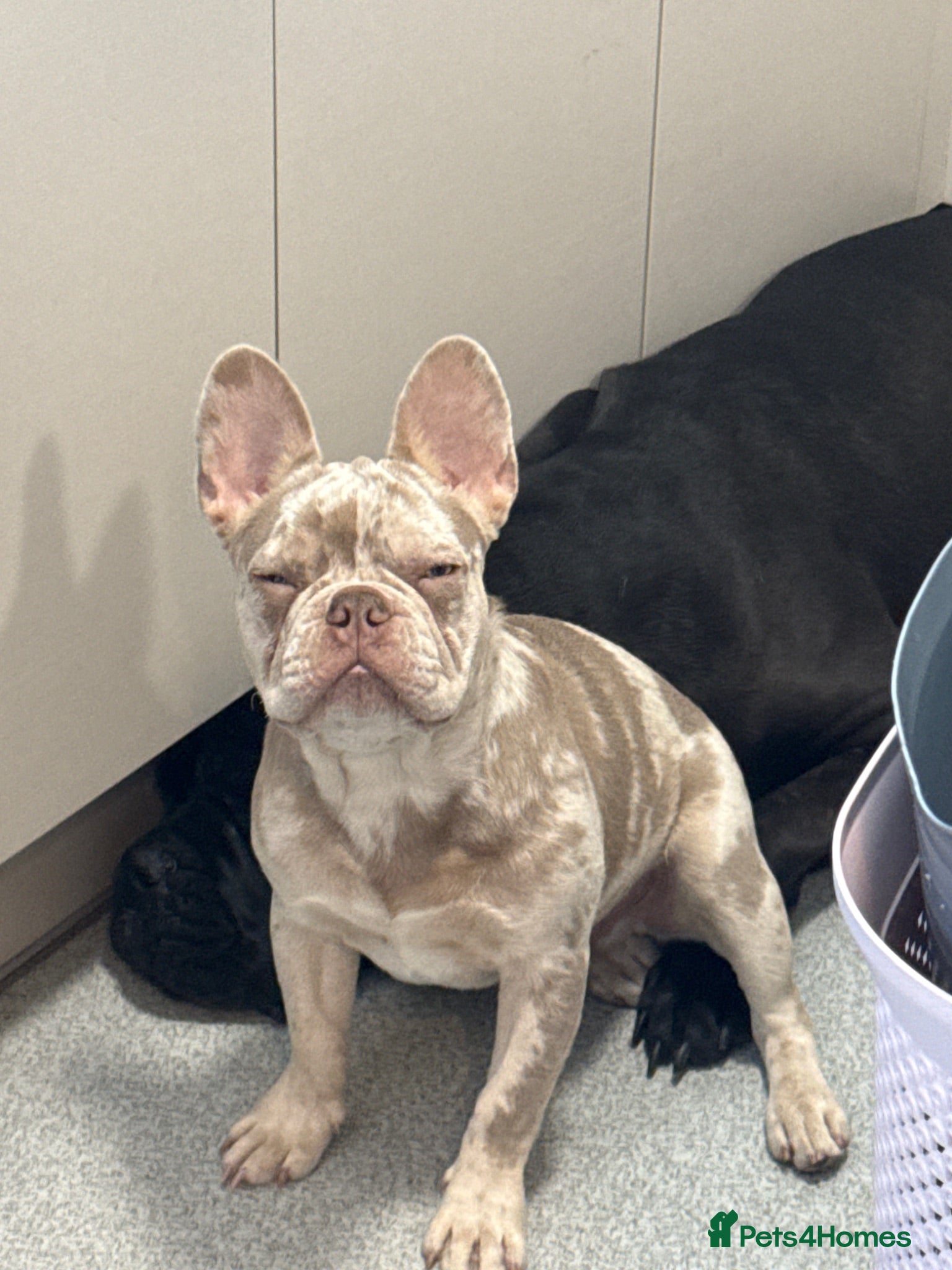 French Bulldog dogs 5 month old frenchie,male  - Advert 2