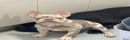 French Bulldog dogs for sale: 5 month old frenchie,male  in Blackpool - Advert 1