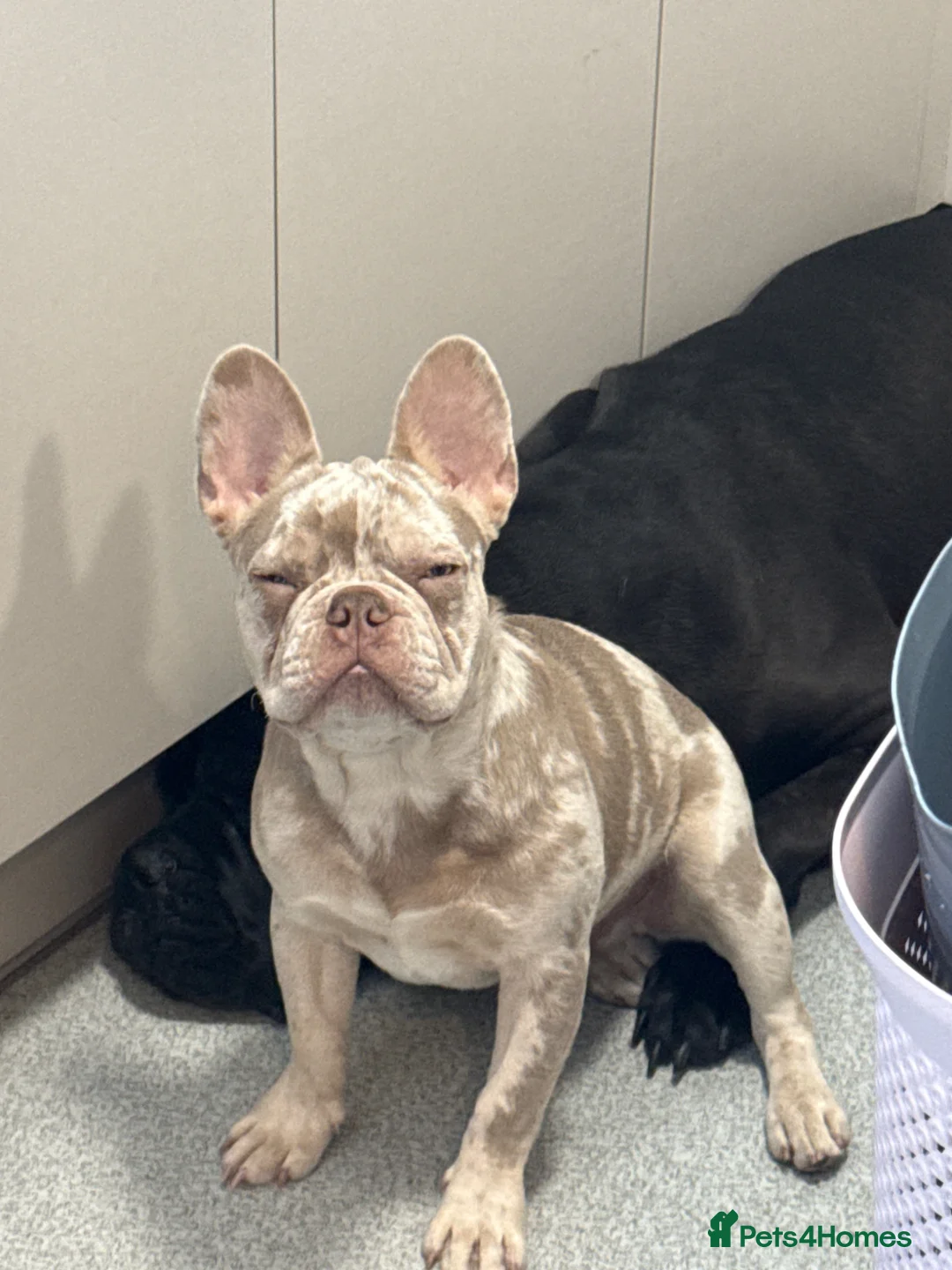 French Bulldog dogs for sale: 5 month old frenchie,male  in Blackpool - Advert 1