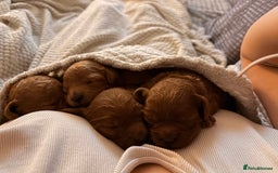 Cockapoo dogs for sale: 4 Stunning Fox Red F1b Toy Cockapoos  - Advert 39