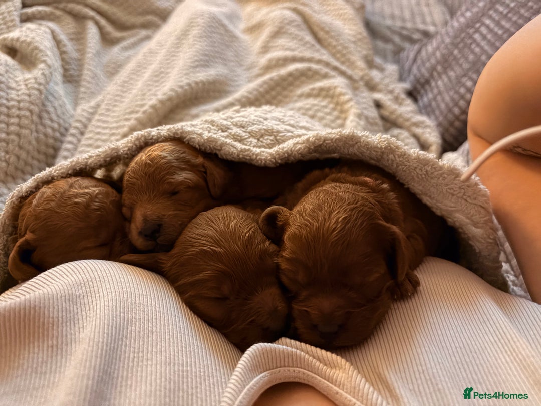 Cockapoo dogs for sale: 4 Stunning Fox Red F1b Toy Cockapoos  - Advert 39