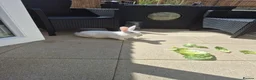 Mixed Breed rabbits for sale: Female bunny to good home - Advert 2