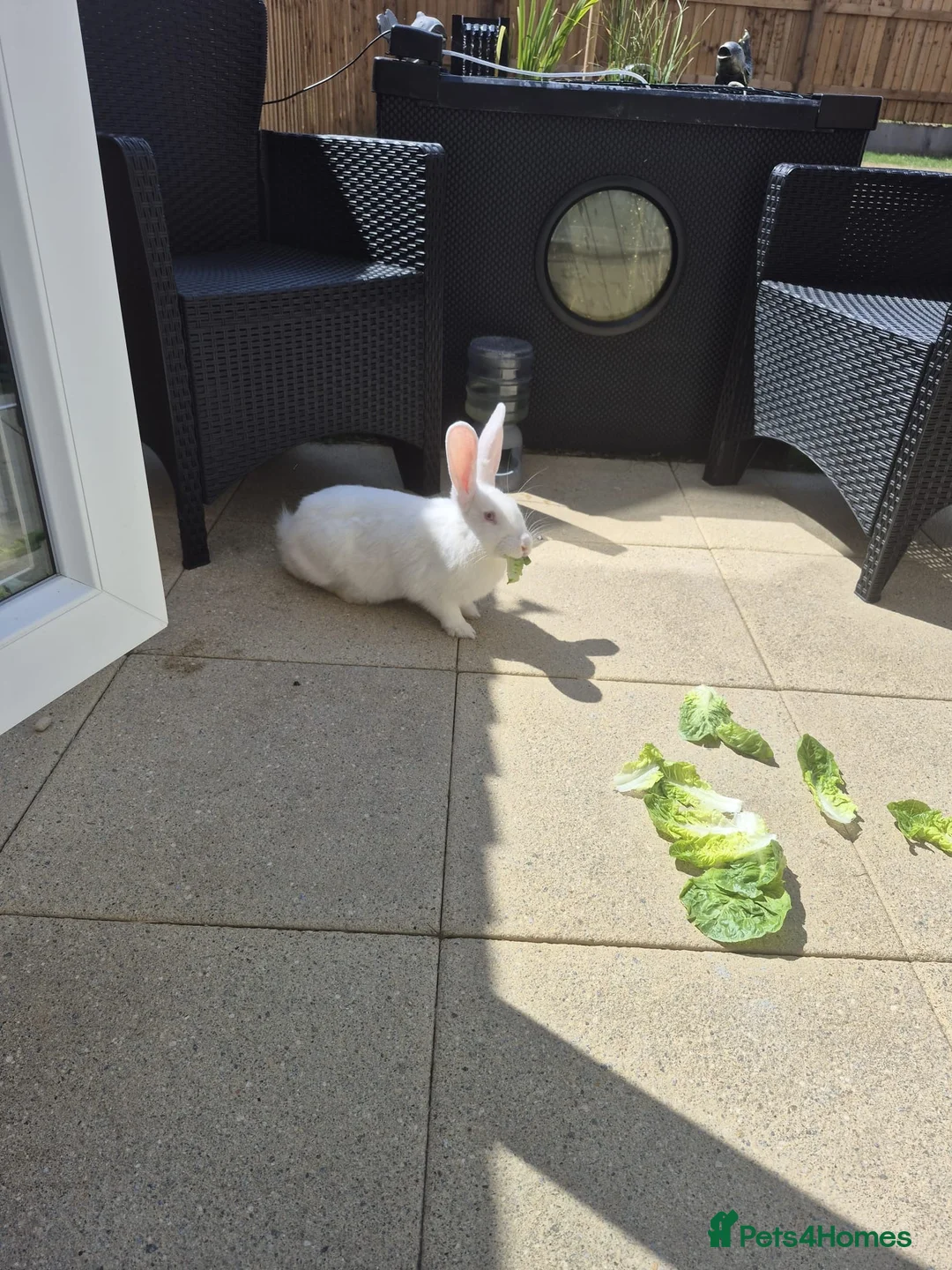 Mixed Breed rabbits for sale: Female bunny to good home - Advert 2