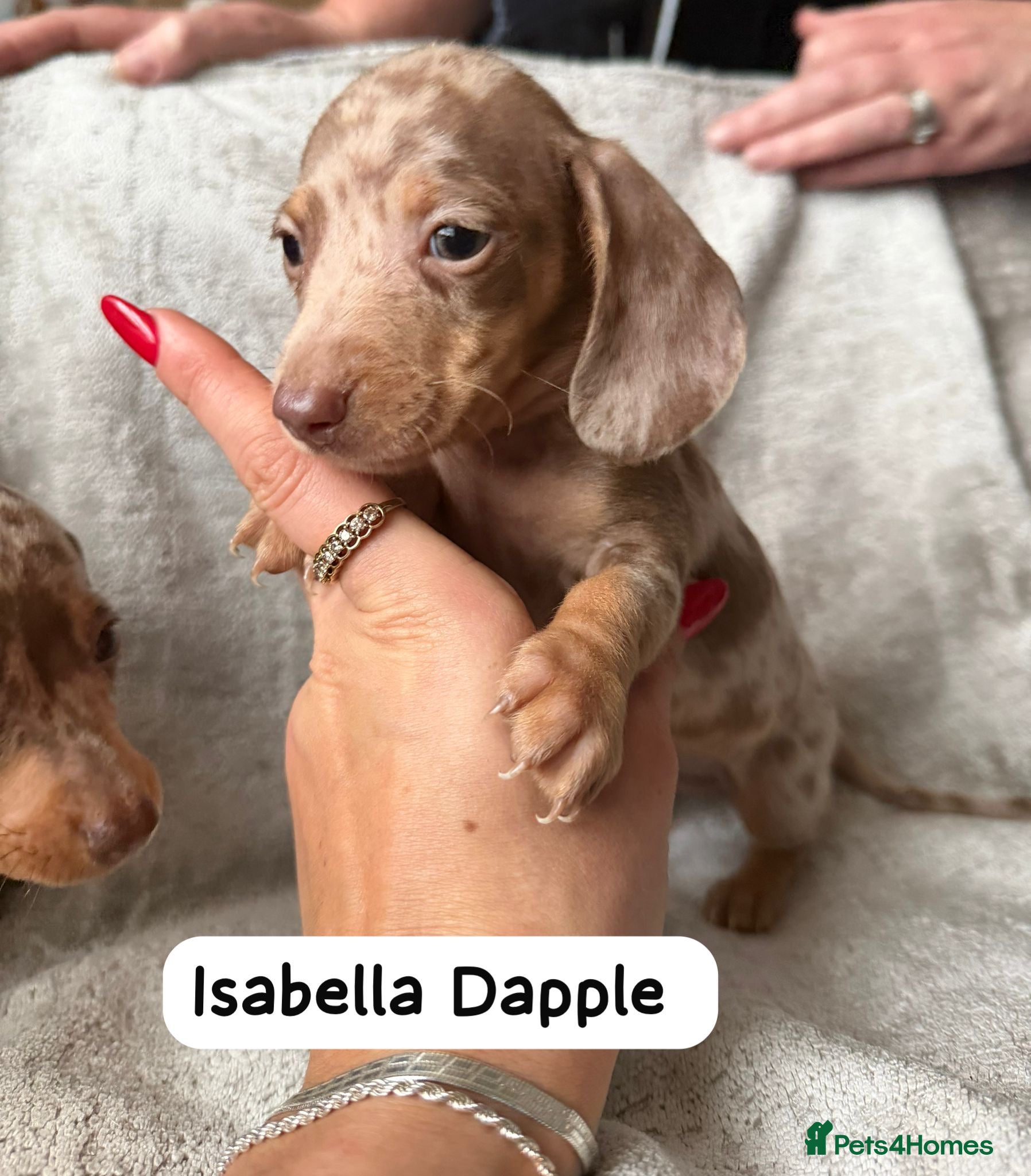 Miniature Dachshund dogs Miniature Dachshunds KC Reg Boys available  - Advert 14