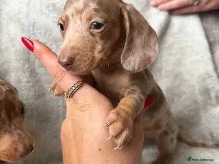 Miniature Dachshund dogs Miniature Dachshunds KC Reg Boys available - Advert 14