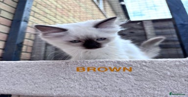 Ragdoll cats - Advert 12