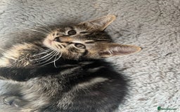 Domestic Shorthair cats for sale: Kittens kitten baby cats - Image 4
