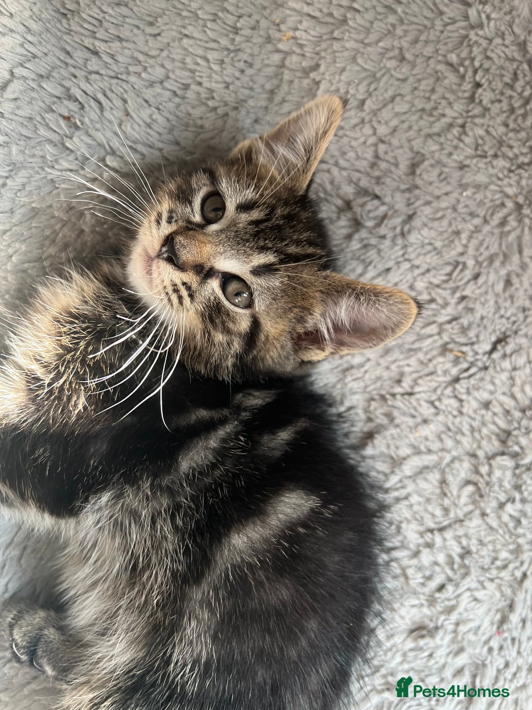 Domestic Shorthair cats for sale: Kittens kitten baby cats - Image 4