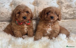 Cavapoo dogs for sale: Stunning f1 quality cavapoo puppies - Image 1