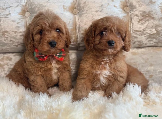 Cavapoo dogs - Advert 10