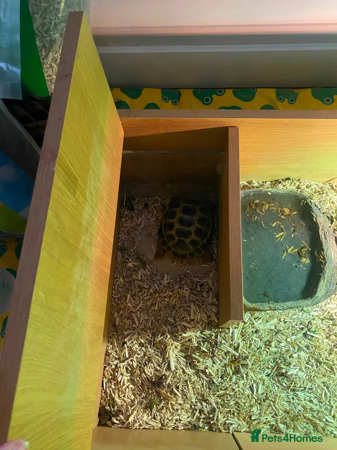 Tortoise reptiles for sale: Horsefield Tortoise - Advert 2