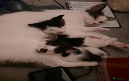 Mixed Breed cats for sale: Two Kittens for sale - Image 2