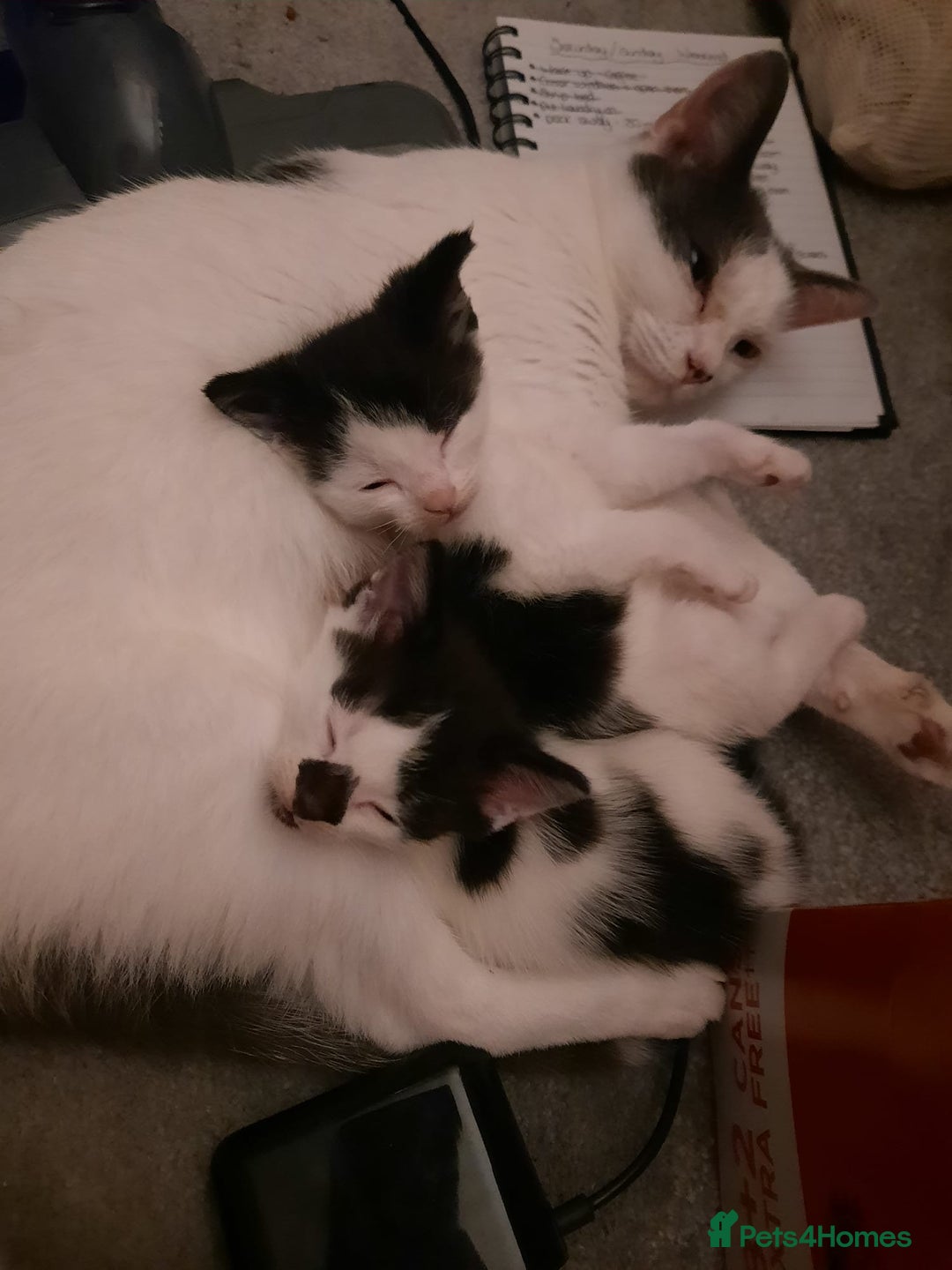 Mixed Breed cats for sale: Two Kittens for sale - Image 2