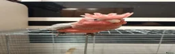 Cockatoo birds for sale: Hand reared baby Galah cockatoos DNA tested cages - Advert 3