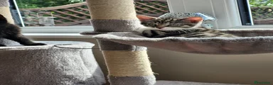 Domestic Shorthair 2