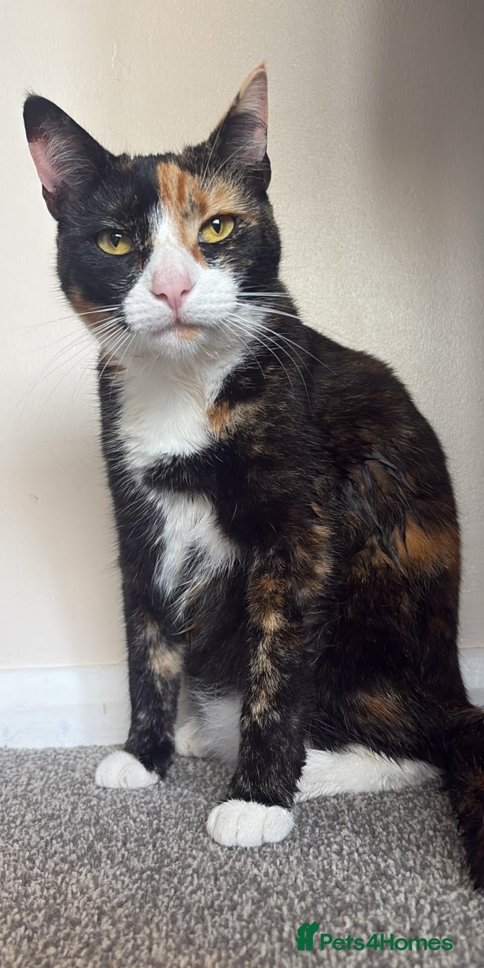 Mixed Breed cats Stunning hand reared boy! - Advert 3