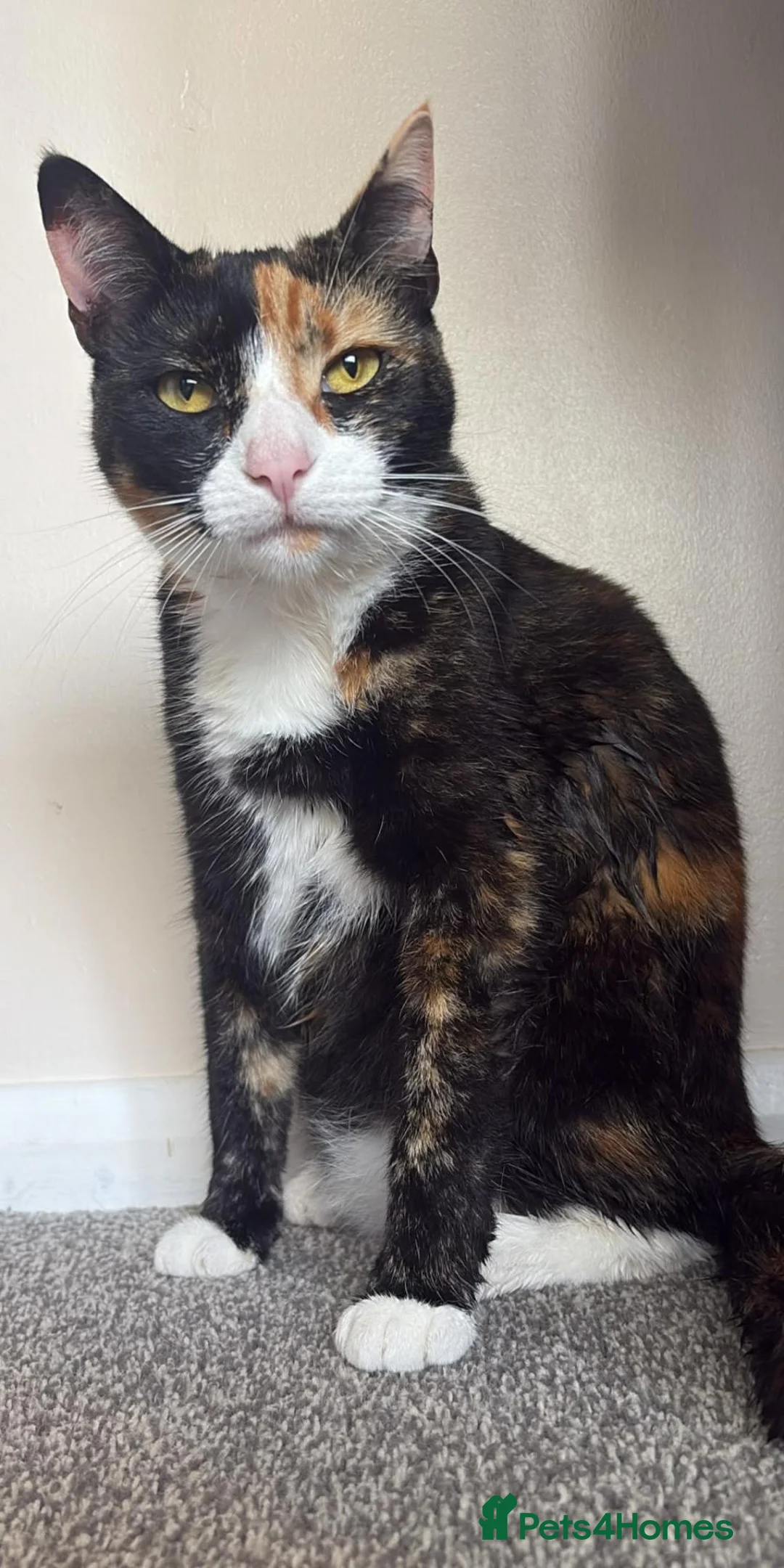 Mixed Breed cats for sale: Stunning hand reared boy! - Advert 1