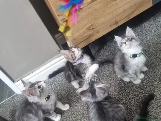 Maine Coon cats Tica!! Amazing kittens - Advert 18